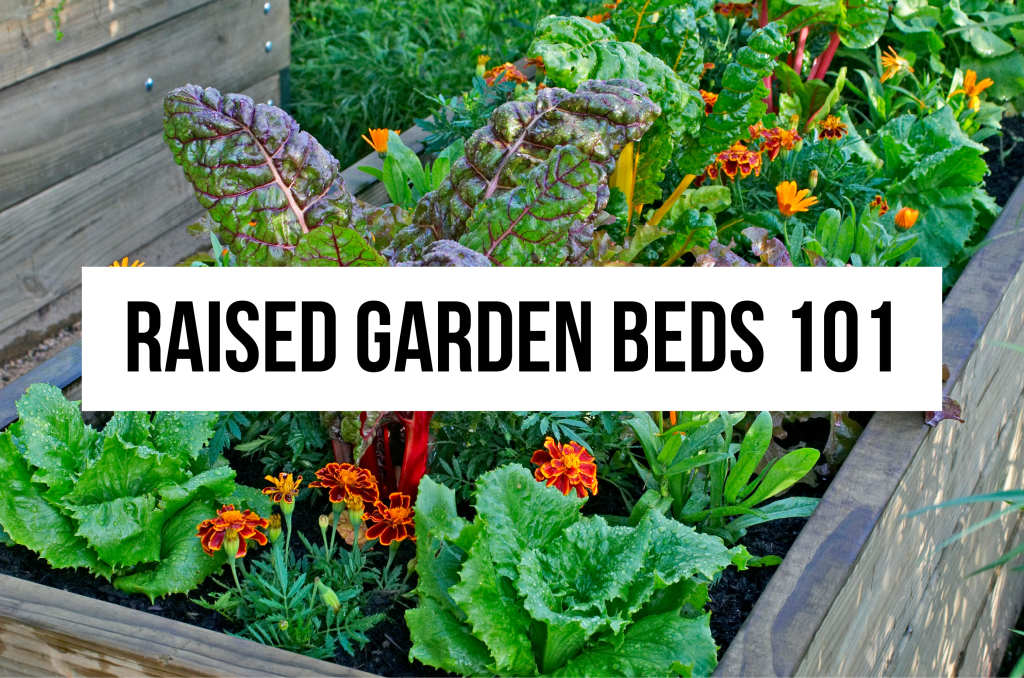 raised garden beds 101