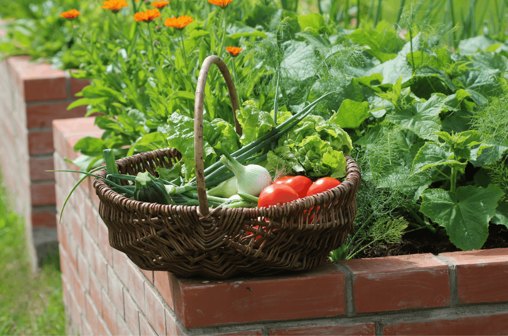 raised garden beds 101