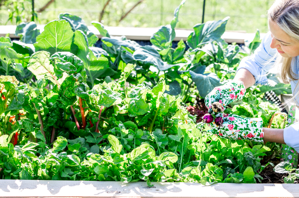 raised garden beds 101