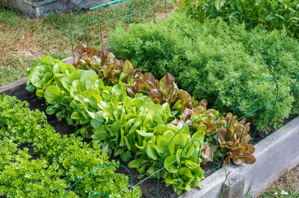 raised garden beds 101