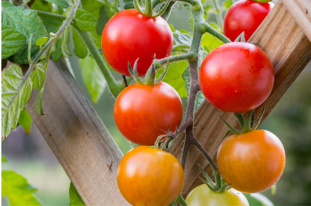 raised garden beds 101