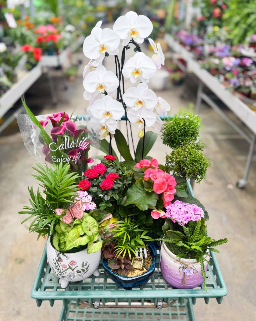 Cart of houseplant gifts for Mom! (orchids, dish gardens, roses, begonias, calla lily, mini topiary)