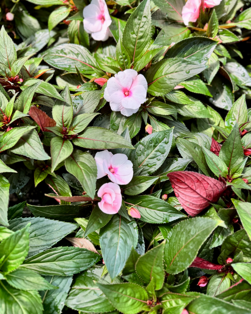annuals for memorial day